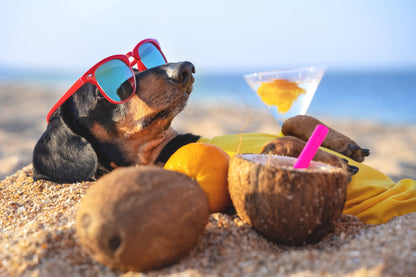 Coconut Dog Bones Premium Treats 2 Count: Single Bag